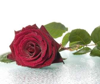 Mawar Merah Gambar
