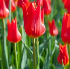 Tulipano Rosso