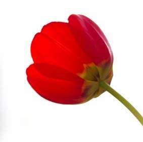 زهرة التيوليب الأحمر