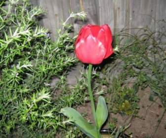 Tulipán Rojo