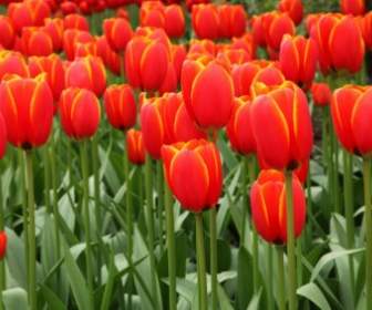 Fond De La Tulipe Rouge