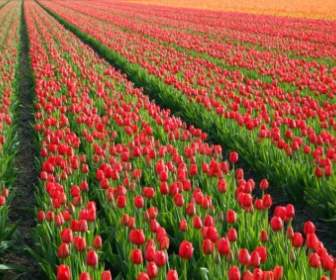 Campo De Tulipa Vermelha