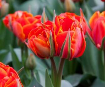 Fiori Di Tulipano Rosso