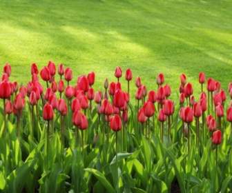 Linea Tulipano Rosso