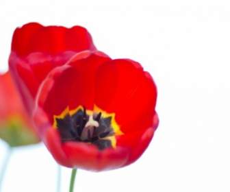 đỏ Hoa Tulip