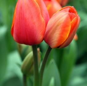 Tulipanes Rojos