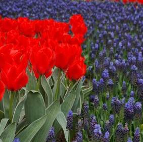 Red Tulips And Grape Hyacinths