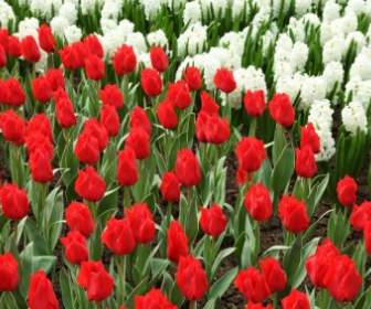 Red Tulips And White Hyacinths