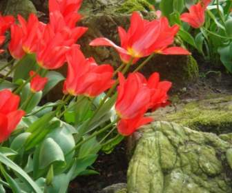 Tulipes Rouges Papier Peint à Fleurs Nature