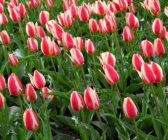 Tulipanes Blancos Rojos