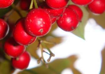 赤い冬の果実