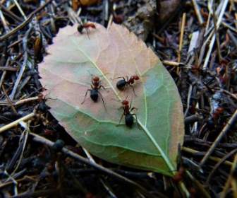Red Wood Ant Busy Workers