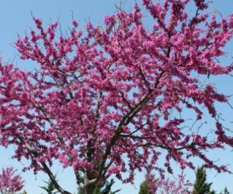 紫荊花樹奧克拉荷馬州