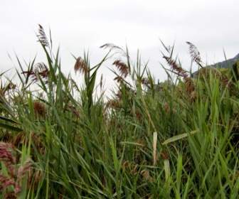 reed grass green