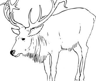 Reindeer Stag Clip Art