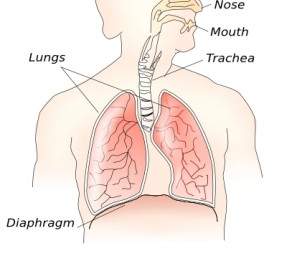 呼吸器系のクリップアート