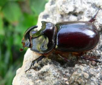 Nosorożec Beetle
