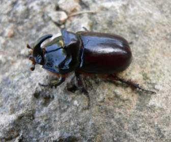 Nosorożec Beetle