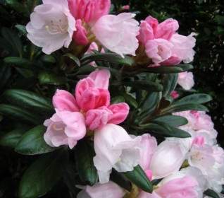 rhododendron bicolor flora