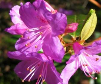 Flor De Rododendro
