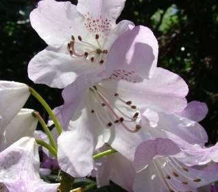 Primavera Fiore Di Rododendro