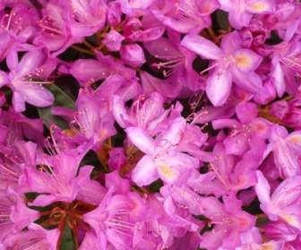 Rhododendron Flowers Background