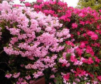 rhododendron japanese garden flowers