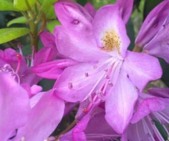 Rose Clair De Rhododendron Printemps