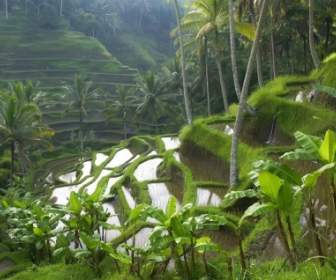 쌀 패 디 테라스 벽지 인도네시아 세계