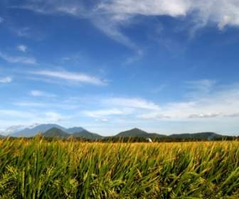 Reis-Tapete-Pflanzen-Natur