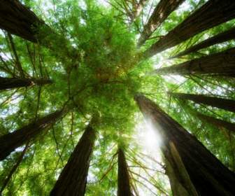 Vòng Của Redwoods Hình Nền Cây Thiên Nhiên