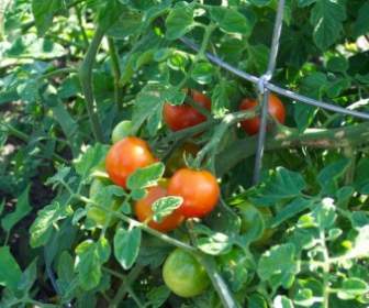 Ripe Tomatoes On The Vine
