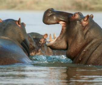 River Horse Hippopotamus Hippo