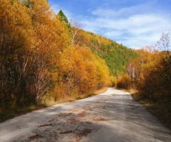 秋の森の道