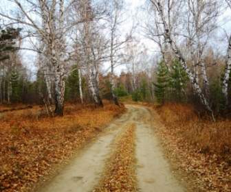 Estrada Na Floresta De Outono