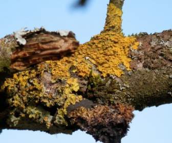 Road Nature Lichen
