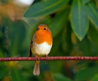 Robin Chim Màu đỏ Robin