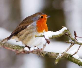 Robin In Inverno