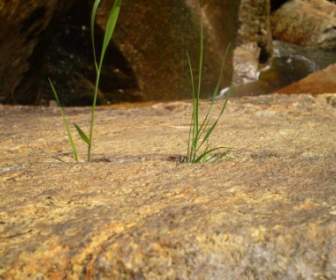 Rock And Grass