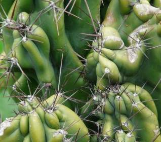 Rock Cactus Cereus Peruvianus Monstrosus Cereus