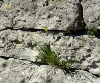 Rock Wall Grass Close Up