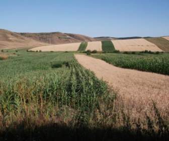 Romania Landscape Corn