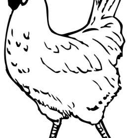 Ayam Clip Art