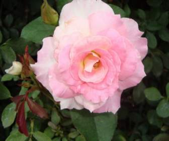 Rosa Flower Pink