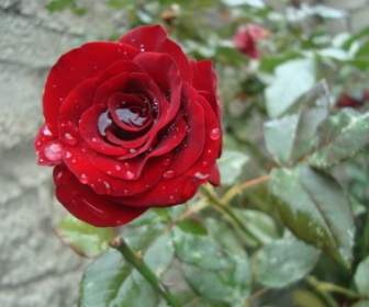 красивая девушка Роза красная