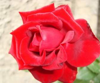 Rosa Merah Bunga Mawar Merah