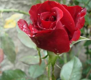 Роза красная спрей