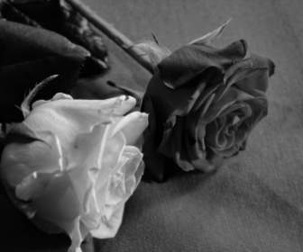 Rose Black White Love