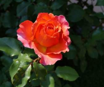 Flor De Primavera De La Rosa De Bloom