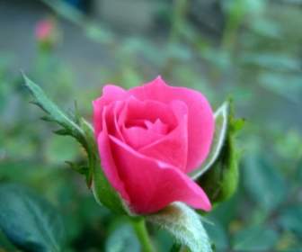 Rose Blüht